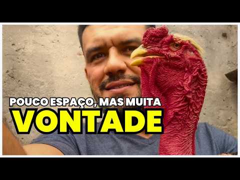 COMO CRIAR GALINHAS EM PEQUENO ESPAÇO? Veja Essa História!