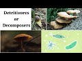 Ecosystem Dynamics and Energy Flow