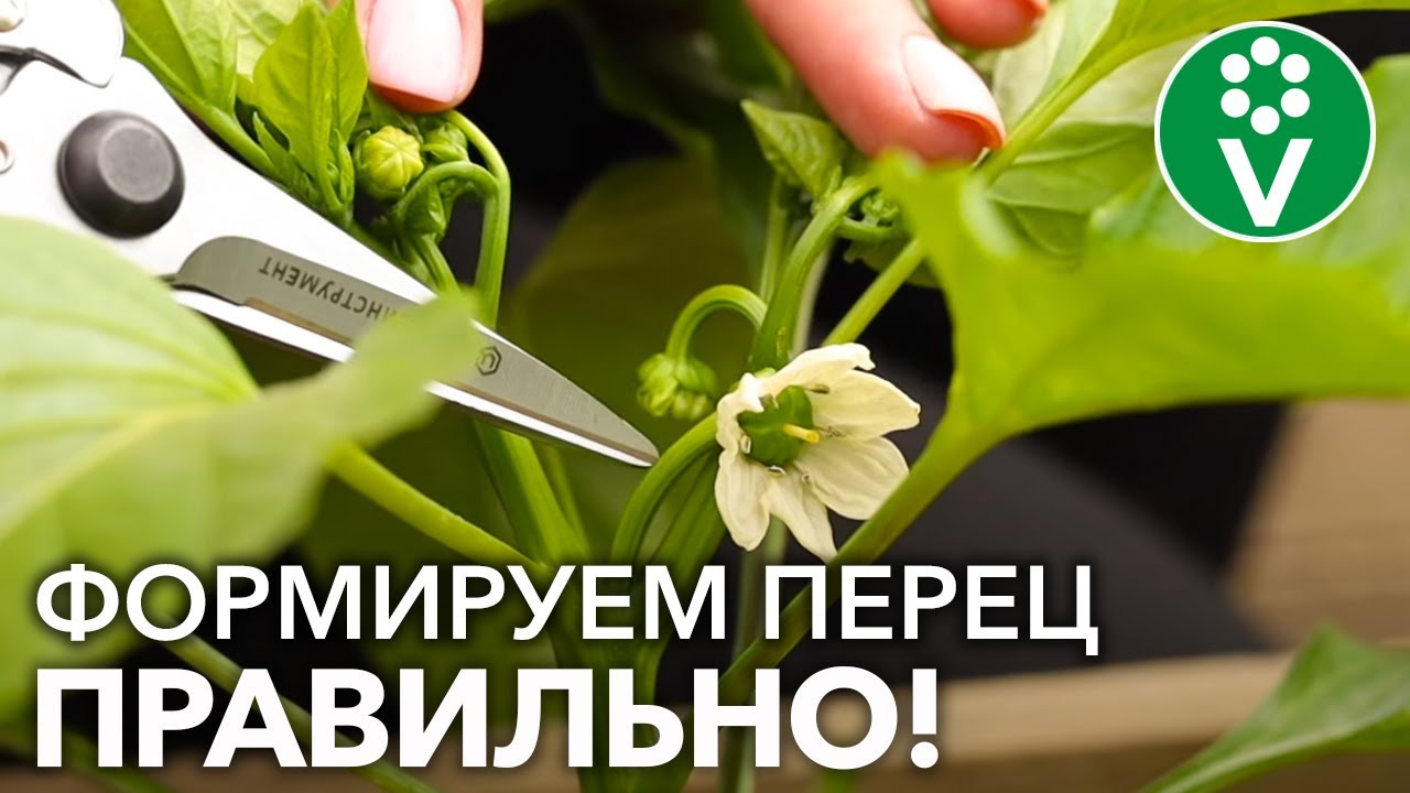 Перцы будут крупными и созреют на 14 дней раньше при такой формировке!