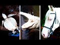 Understanding Albinism in Animals