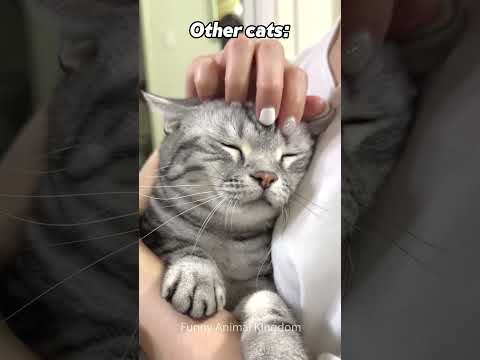 How My Cat Does It vs Other Cats part 3 #shorts #cat #funny