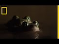 Spade Foot Toads Mating Behavior