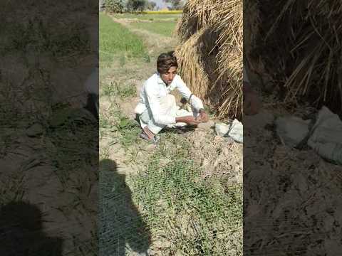 Batair ka shika jall Ka sath hunting Quail with English pointer#shorts #shortsfeed #batairkashikar