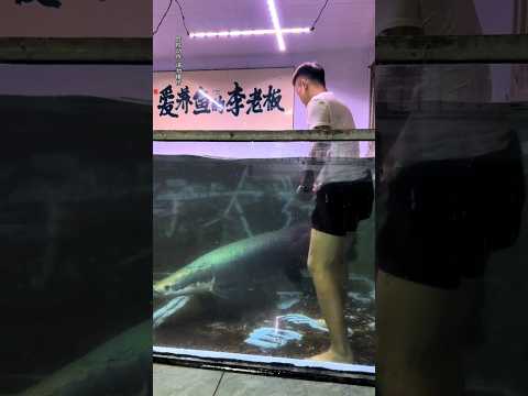 Arapaima gigas 🤯❤️ #arapaimagigas #monsterfish #shortsfeed