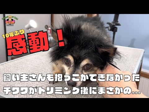 噛み犬トリミング後にチワワが抱っこをせがむ驚きの行動を！！