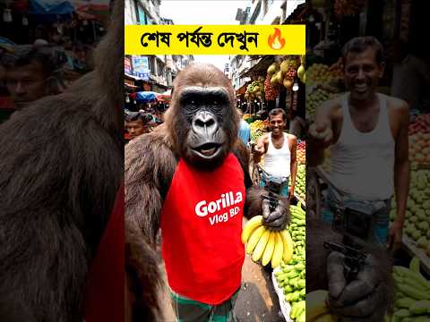 গড়িলা মামুর গার্লফ্রেন্ড চলে গেছে 😂 Gorilla Vlogs BD #shorts #funny #gorillatag