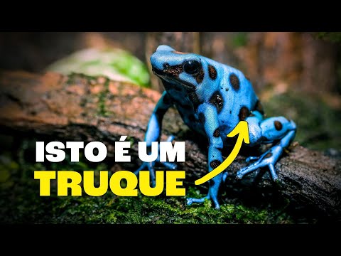 Não Existem Animais e Plantas Azuis?