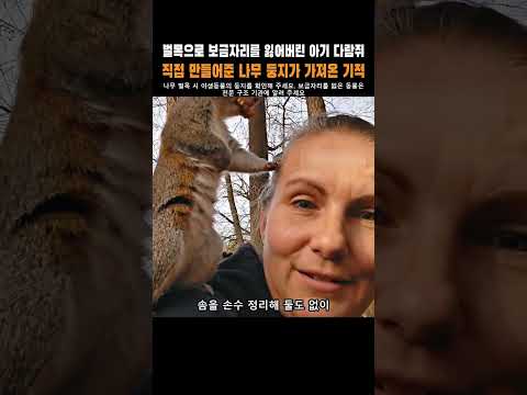 벌목으로 보금자리를 잃은 아기 다람쥐, 직접 만든 나무 둥지가 가져온 기적