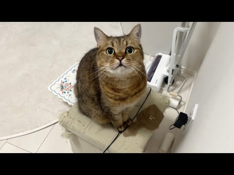 【感動】大好きな家族の帰りをいつもの定位置で待ち続ける猫が尊い
