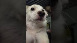 dog#comedy video @comedy channel a2d#yotube#shorts.