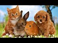 Đoán Động Vật Qua Đặc Điểm