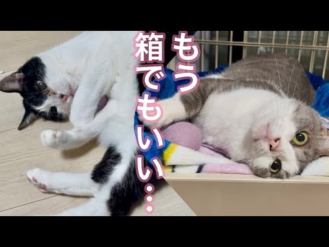こんな姿久しぶりに見た…対照的なふたりの様子が可愛すぎました【愛猫れいちゃんとスーちゃん】