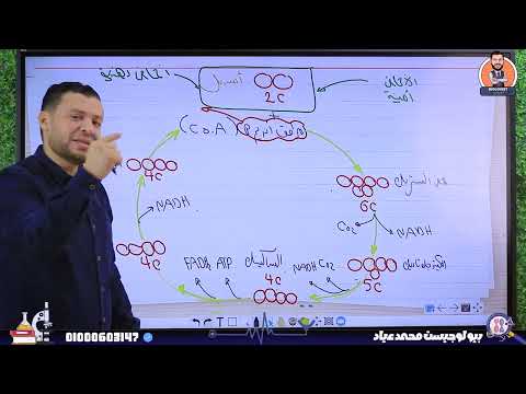 دورة كربس وسلسلة نقل الإلكترون-الجزء الثانى 2 ثانوى🧡