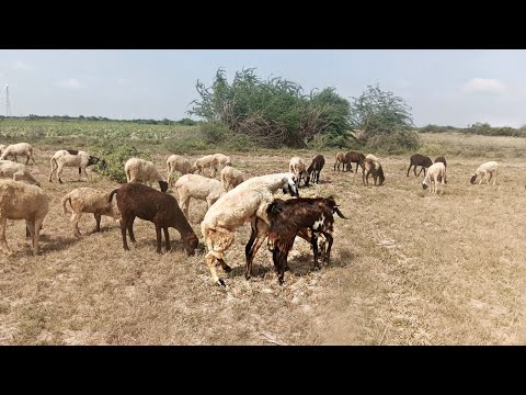 Big horn Sheep Sound