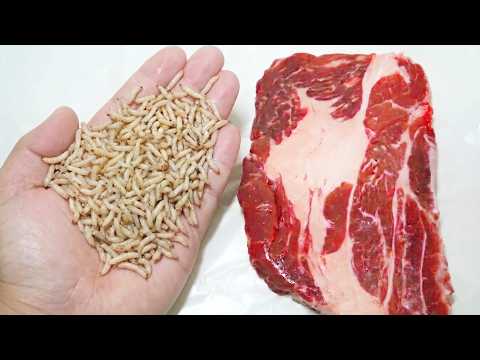 ウジ虫300匹を牛肉に入れて放置すると…ヤバすぎた
