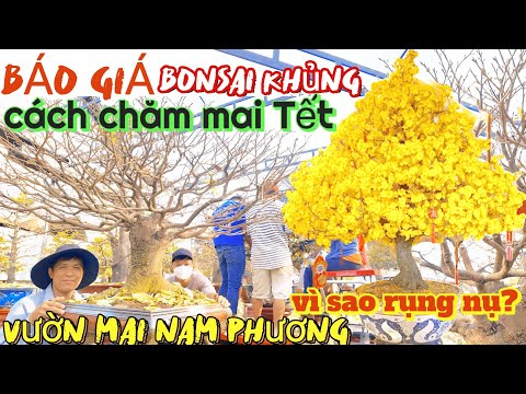 Đẹp té xỉu mai Tết bonsai siêu khủng báo giá nụ chà bá Nam Phương lặt lá ngày 13 & cách chăm mai Tết