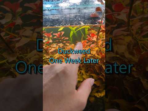 I will no longer add duckweed to miniBIOTA 