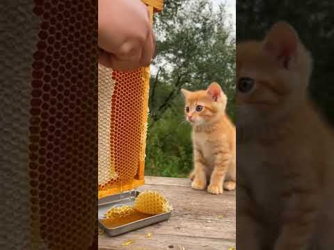That Moment When Curiosity Meets Honey 🍯✨好奇心とハチミツが出会った瞬間。 #cutepets #cat #goldenretreivers#shorts