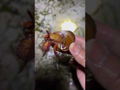 Menangkap ikan yang sedang tidur