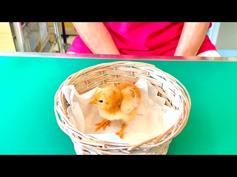 猫の動画サムネイル - スーパーのヒヨコに異変が。病院で診察した結果。。