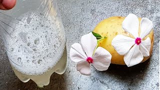 Faça sua planta flor usando batata (veja o resultado)