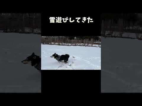 柴犬と雪遊びしてきた