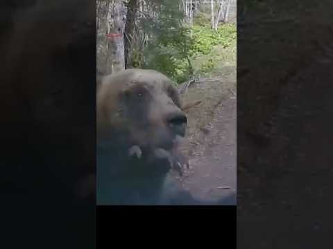 Grizzly Land Shark!! 🦈🐻 #Bear #Grizzly #Kodiak #Shtf #natureismetal #bearattack #wild #outdoors