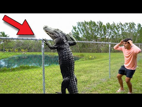 THIS Is HOW The ALLIGATOR SNUCK Into My BACKYARD P In this video, I explain how the giant alligators got into my pond! Enjoy!