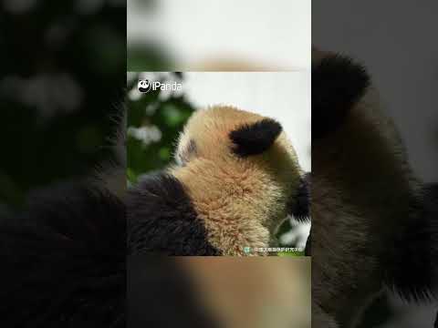 How Did I Get Here Again? | iPanda #shorts