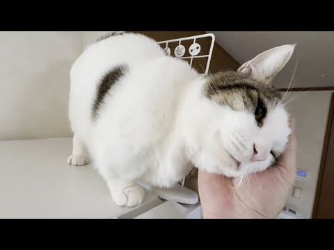猫の動画サムネイル - 「おい！撫でろ！」「おい！降ろせ！」傍若無人な猫