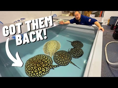 ALL my STINGRAYS are back - Now we need to get the After getting them back from Michigan, we got them settled in and now I need to get them back into b