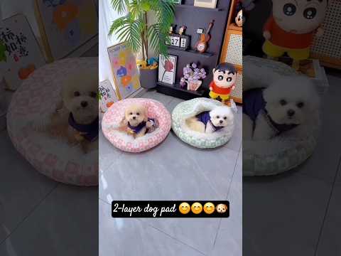 2-layer dog pad. #shortsshorts #viralshort #viralvideo #poodle #funydog1010 #usadogs #cutepuppy #dog
