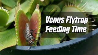 Giant Venus Flytrap Eats Fly Compilation Venus Fly Trap Eats Bugs #flycatcher