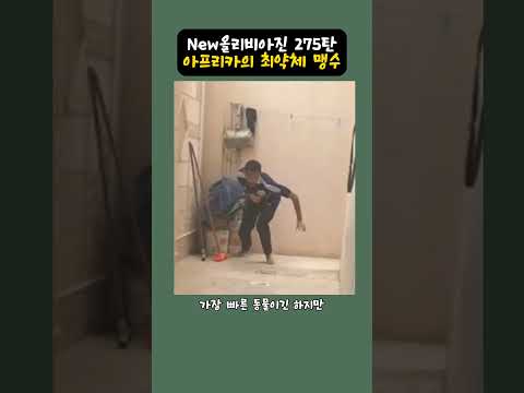 New올리비아진 275탄 - 아프리카의 최약체 맹수