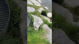 Folketomt