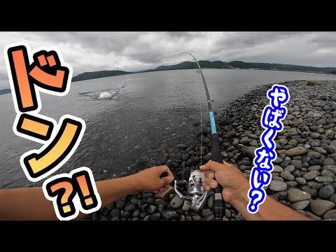 離島の藻場が枯れ始めたらデカくて凄い魚が釣れました…