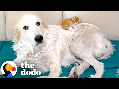 Photo for: Runt Of The Litter Kitten Finds His Confidence Thanks To One Giant Friend | The Dodo