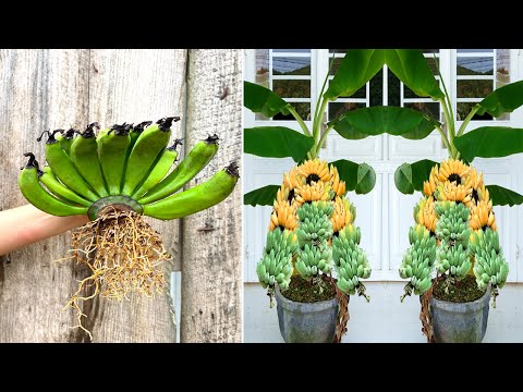 How to Root a Banana with an Aloe Vera Branch
