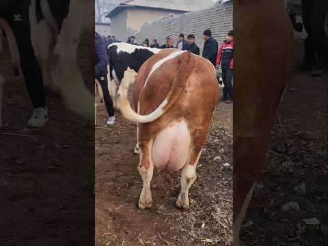 Buvayda Yangiqo'rg'on Mol Bozori