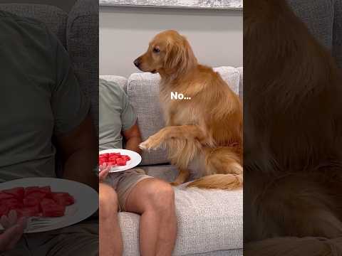 Testing my dog to see if he steals my snack!