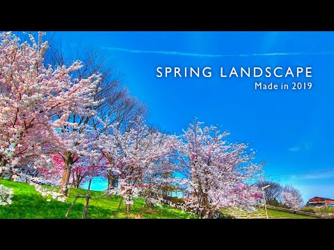【チャンネル創設5周年記念 復刻動画】「春の風景2019」SPRING LANDSCAPE 桜の風景 Canon EOS 6D