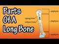 Understanding the Parts of a Long Bone