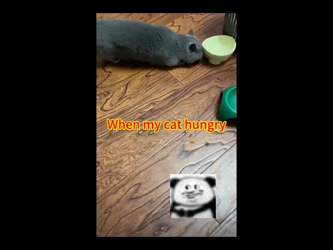 When my cat hungry#cat #funny #shorts #subscribe