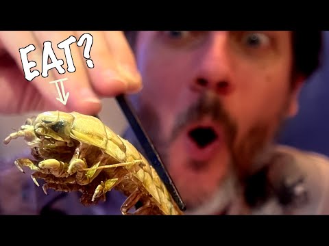 I ate giant isopod@ Japan's Most Exotic Restaurant (with  Maggots/Sparrows/Bears)