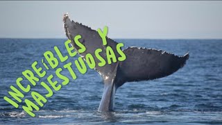 🟡ASI SE VEN LAS BALLENAS EN PUERTO VALLARTA enero 2023🐋. La naturaleza es increíble.