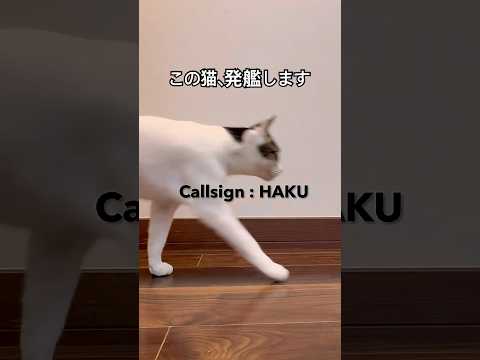 この猫、トップガンすぎる Cleared for Takeoff #猫 #cat #catvideo #catlover #topgun #保護猫