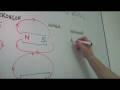Magnetic Poles and Field Interactions
