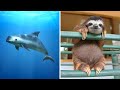 Endangered Species Characteristics and Threats