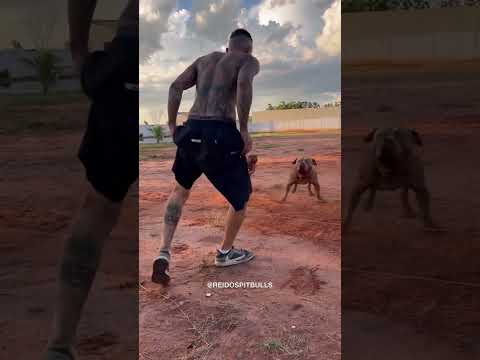 🔑🥇🥇🥇#dragonspitkennel #dpk #samueldpk #pitbullsofficial