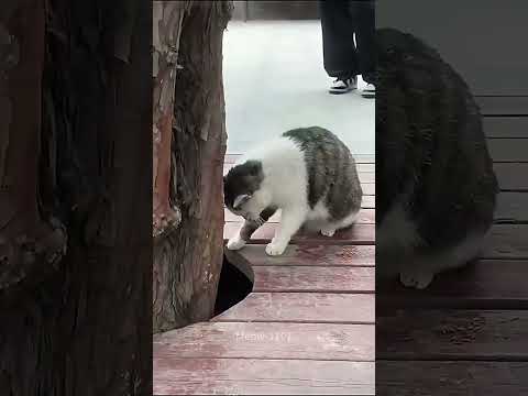 My cat is a first time mom🤣#cats #funny #catfunny #pets